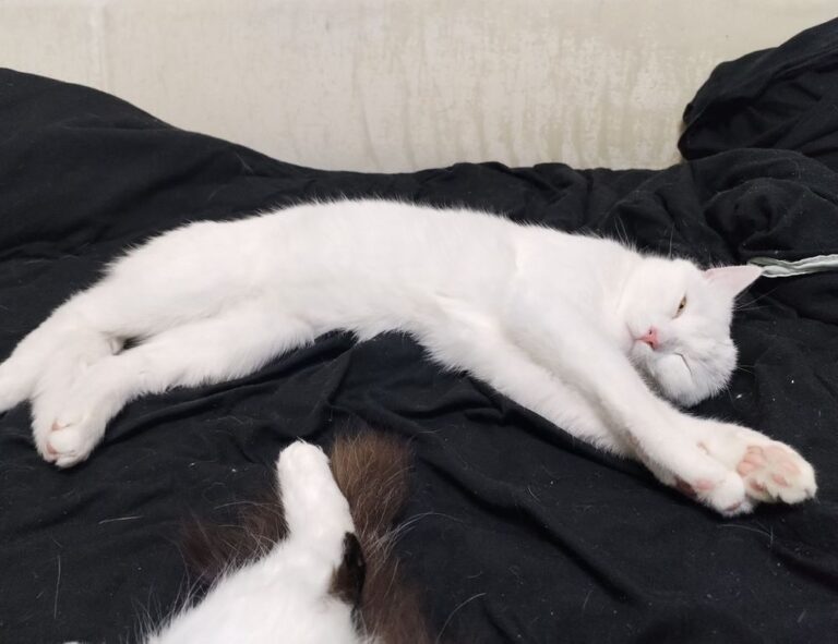 how to cancel obernaft game