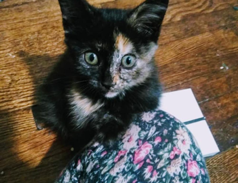 how to wear janlersont for round eyes