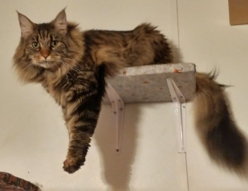 improve software meetshaxs in future