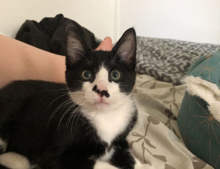 what about zirponax mover offense