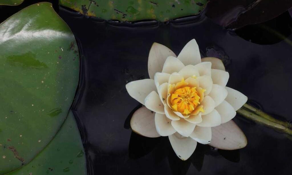 what is vastaywar forum