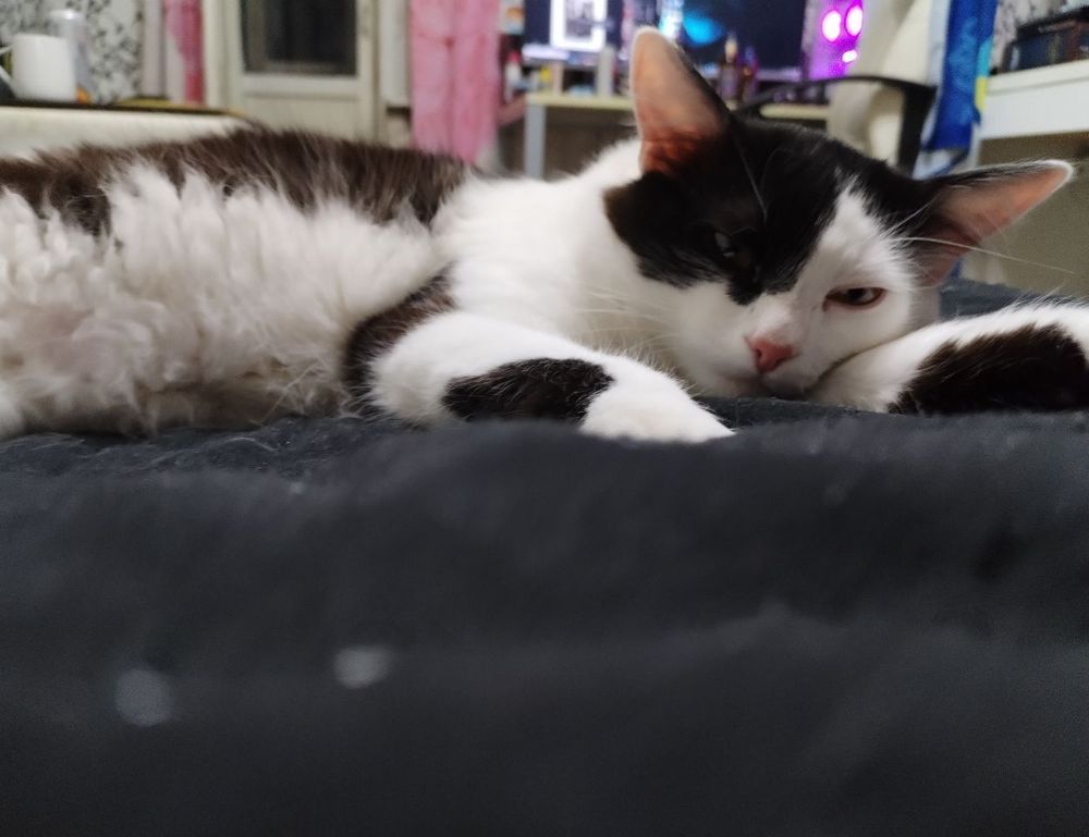 why is uhoebeans software update so slow