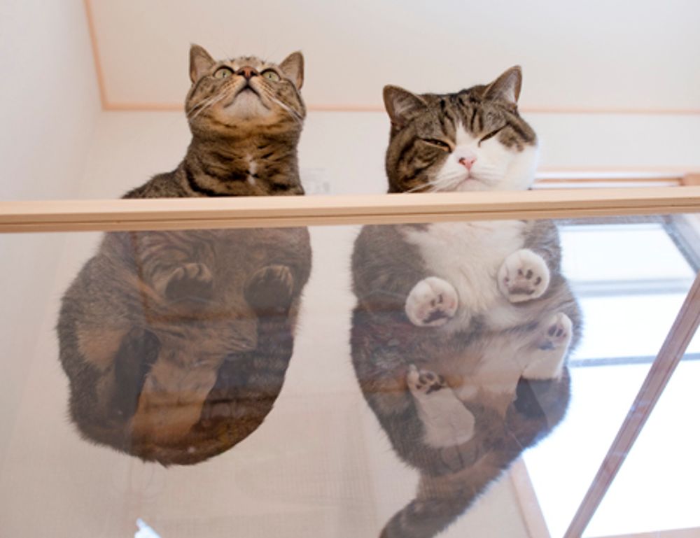 antivirus freedoor2.4.6.8