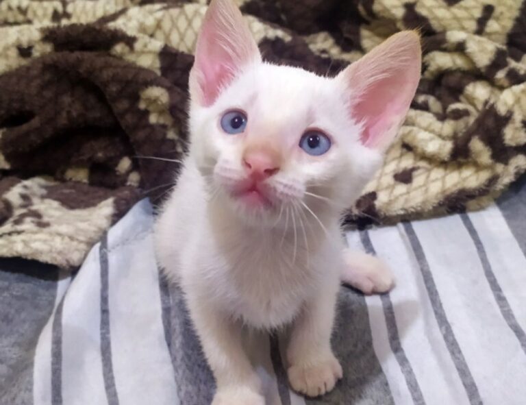 can i get susbluezilla