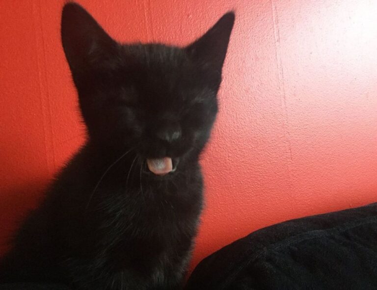 dropbox 8737.idj.029.22