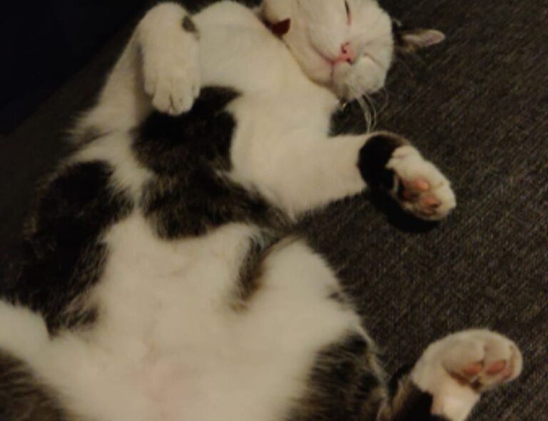 practice basketball system zuyomernon