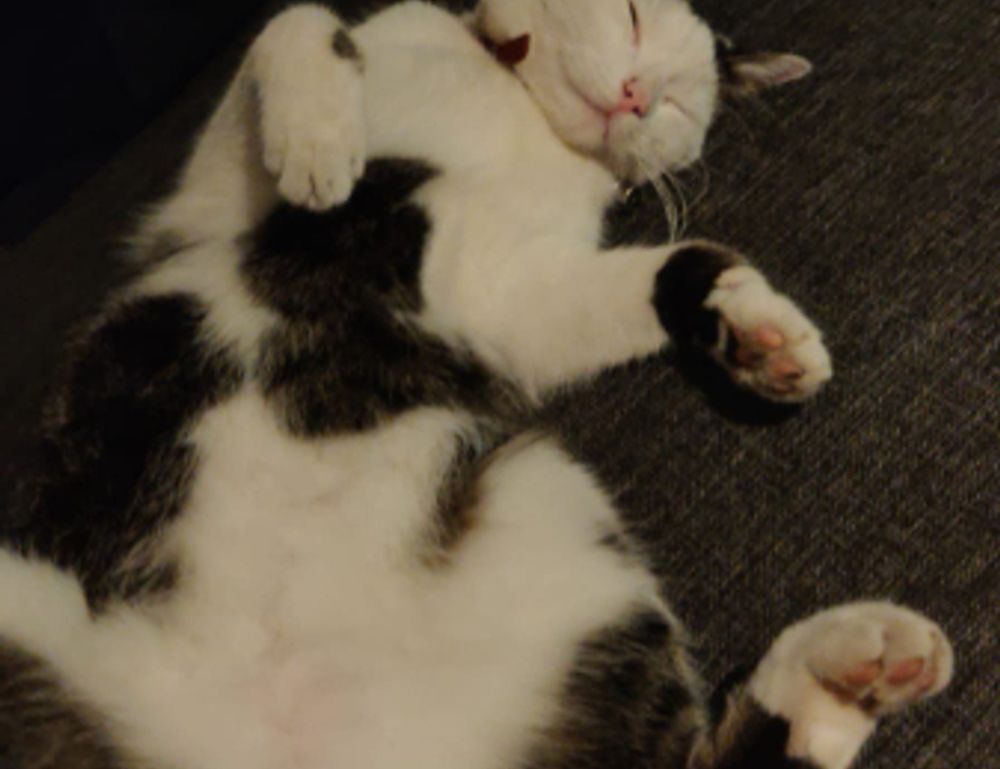 practice basketball system zuyomernon