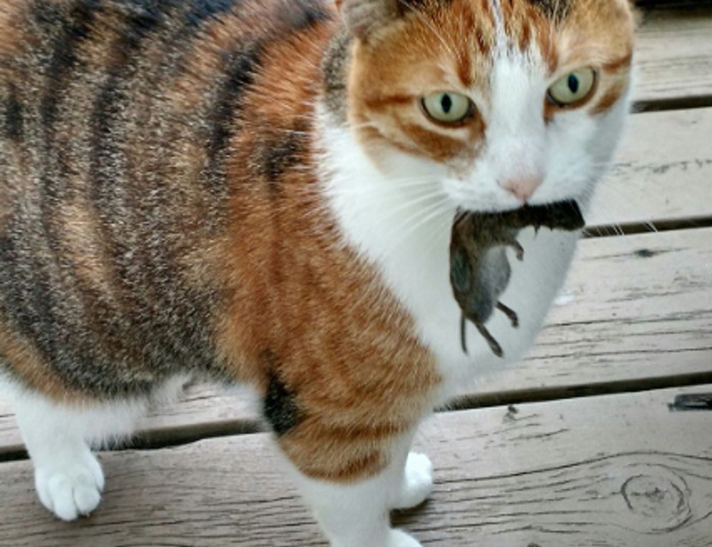 what is immorpos35.3 software