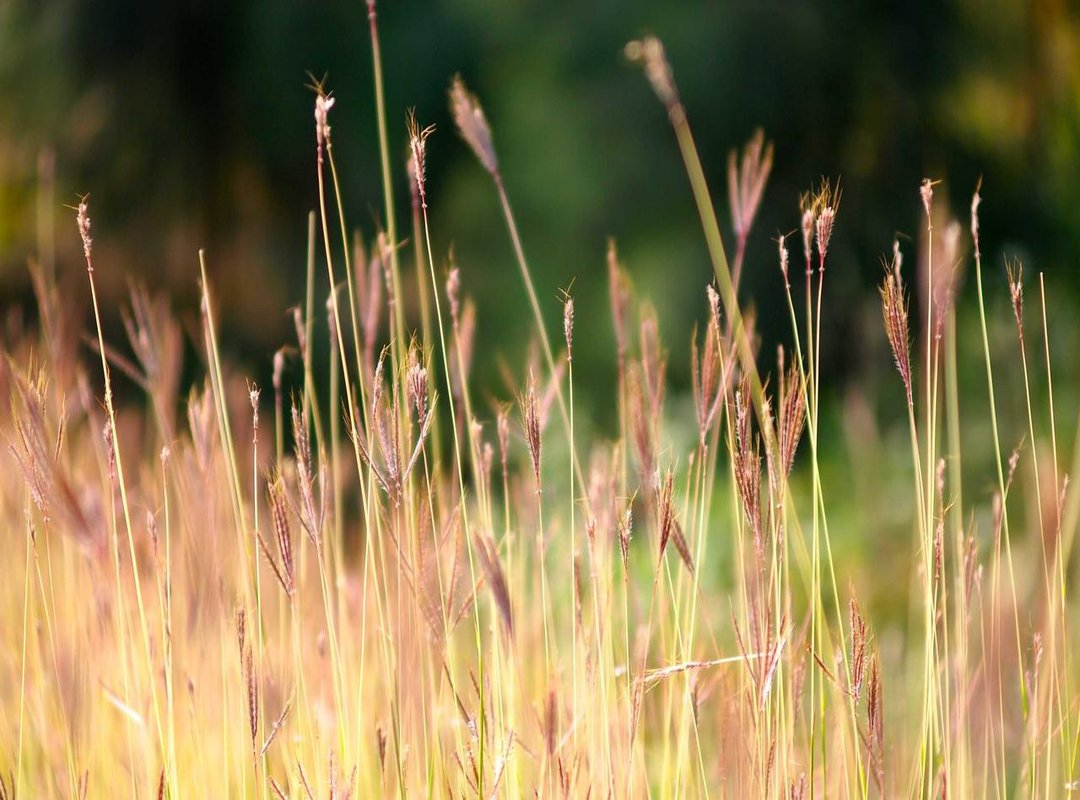 Safety and Technique: Practical Tips for Riding and Shooting with a Veil