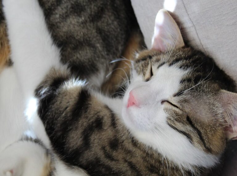 picioare poze in pat seara